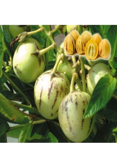 Nura Botanik Pepino Fidanı 80 Cm 100 Cm