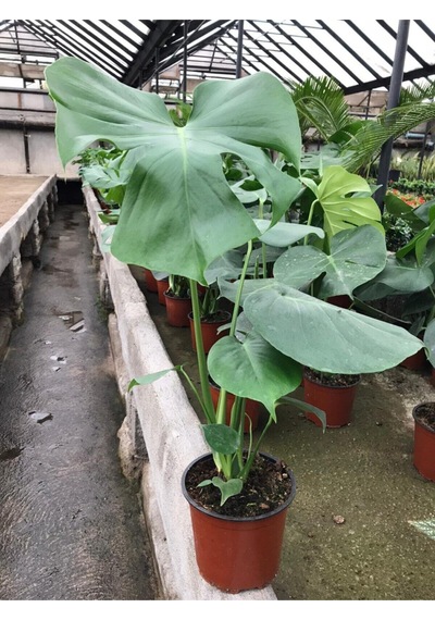 Videolu Deve Tabanı Bitkisi Geniş Yapraklı 1 Adet Saksılı 60-90cm Ofis Bitkisi Monstera Deliciosa