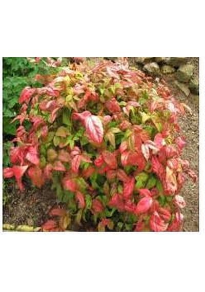 Cennet Bambusu 3 Adet - Nandina Domestica