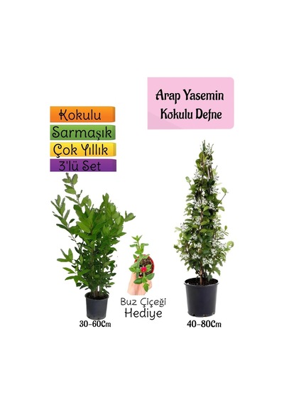 Kokulu Arap Yasemini+defne Çalısı+buz Çiçeği 3'lü Bahçe Seti