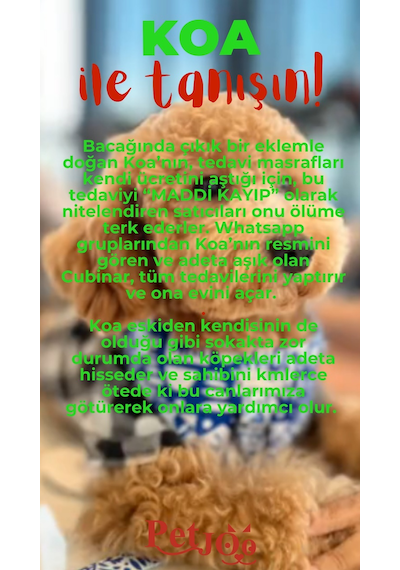 Petjoo 14.Koa Kırmızı-Yeşil Qr'lı Köpek Künyesi
