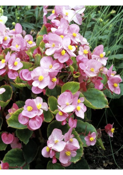 Videolu Şeker Begonya 3 Adet Karışık Renklerde Beyaz Kırmızı Pembe 20-30cm Begonia Semperflorens