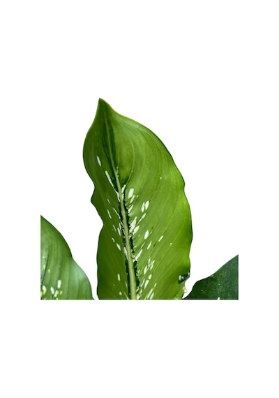 Dieffenbachia 'crocodile' Difenbahya Çiçeği
