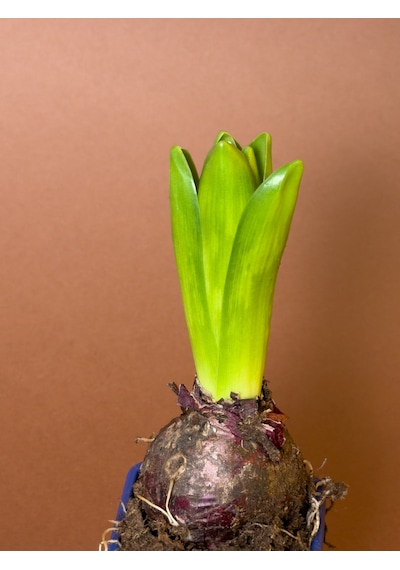 Sümbül Hyacinthus Orientalis 19 Cm Tekli Saksıda Filizlenmiş Form