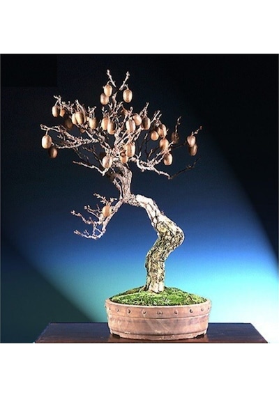 Kivi Bonzai Ağacı Tohumu 5 Adet Bonsai Ağacı Tohumu