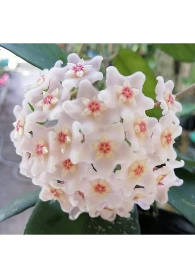 Hoya Dasyantha Kokulu Mum Çiçeği