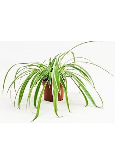 Büyük Boy Kurdele Çiçeği Chlorophytum Comosum Variegatum