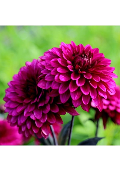 Dahlia Çiçekli Violet Quen Zinya Çiçeği Tohumu 40 Tohum