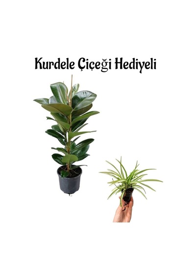 Kadınlar Gününe Özel Yeşil Parlak Yapraklı Kauçuk Bitkisi Kurdele Çiçeği Hediyeli