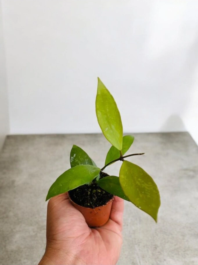 Sarı Kırmızı Mum Çiçeği Fidanı 10-20 Cm