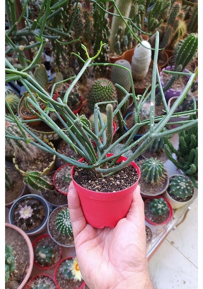 Euphorbia Tirucalli Kalem Kaktüs Özel Tür Nadide Kaktus Tekli
