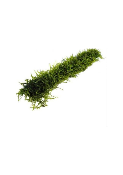Dala Sarılı Java Moss Vesicularia Dubyana