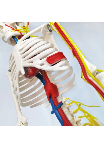 İnsan İskeleti Modeli Sinirler, Kan Damarları Ve Kalp İçerir , 85 Cm - İskelet Maketi 01