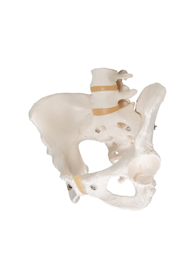 Kadın Pelvis Modeli - Hareketli
