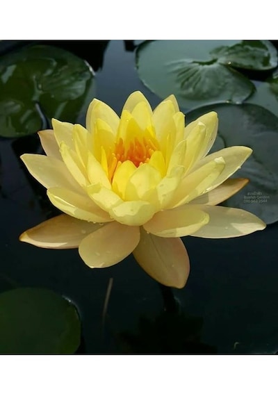 10 Adet Tohum Sarı Lotus Çiçeği Tohumu Nilüfer Su Çiçeği Tohum