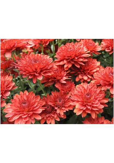 Kırmızı Kasımpatı Çiçeği Fidanı Saksılı 20 -30 Cm
