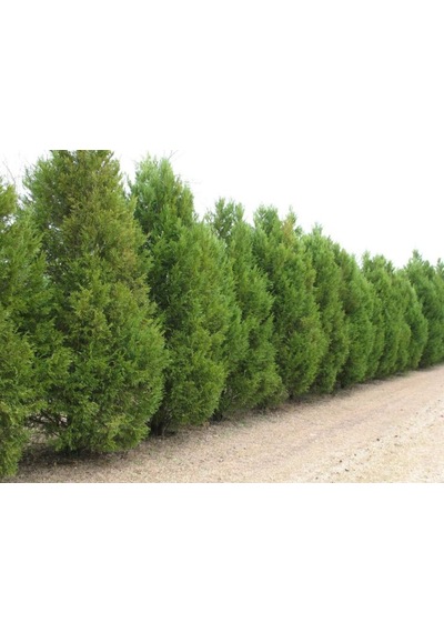 Bahçeniz İçin Leylandii Fidanı - Hızlı Büyüyen Yeşil Çit Bitkisi