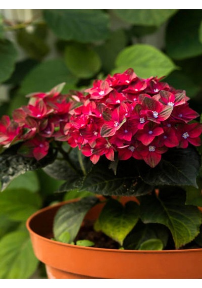 Kırmızı Ortanca Çiçeği 30 50 Cm 1 Adet Saksılı Çiçekli Bodur Bitki Hydrangea Macrophylla Diğer