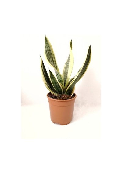 Sarı Çizgili Paşa Kılıcı Sansevieria 10-20 Cm