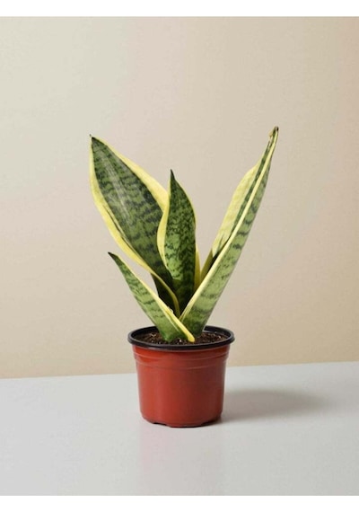 Serada Decor Plant Kılıç Çiçeği 30 40 Cm Paşa Kılıcı Sansevaria Peygamber Kılıcı Çiçeği İç Mekan