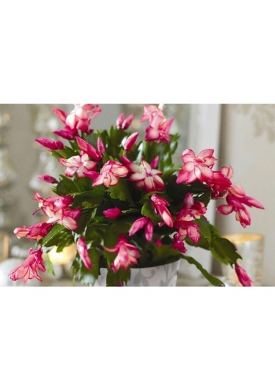 Pembe Yılbaşı Çiçeği Fidanı 20-40 Cm Saksılı Çiçekli Bodur Bitkiler Zygocactus