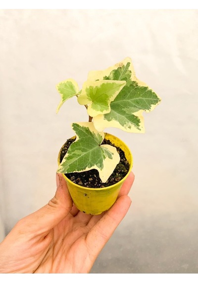 Videolu Mini Beyaz Alacalı Hedera Helix Sarmaşığı 15-25 Cm Saksıda Dış Mekan Sarmaşık Hedera Helix