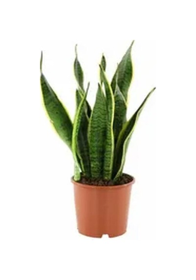 Videolu 1 Adet Kılıç Çiçeği Fidanı 40-60 Cm Saksılı Çiçekli Bodur Bitkiler Gladiolus