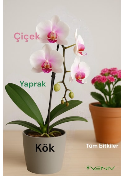 3v Pera- Orkide Yetiştirme Ve Kök Dal Çiçek Destek Besini Tüm Bitkilerde Kullanılabilir - 500 Ml 1