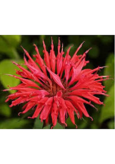 5 Adet Tohum Nadir Bulunan Kırmızı Bergamot Çiçeği Tohumu Saksı
