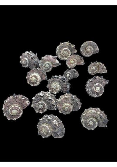 Deniz Kabukları 100 Gr No-12-angariadelpenola