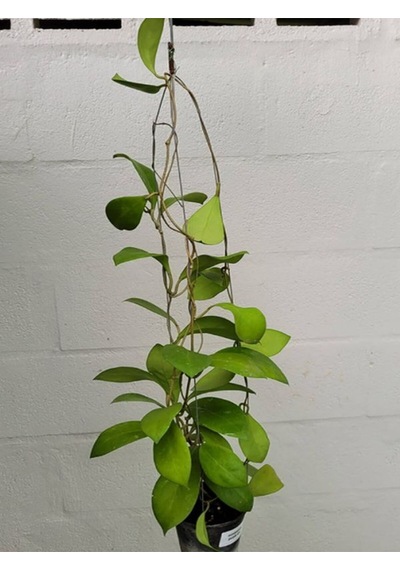 1 Metre Mum Çiçeği Hoya Carnosa Kokulu Çiçekleri Pembe Beyaz Renklidir.
