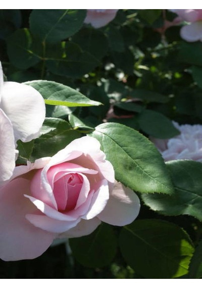 Videolu Yediveren Açık Pembe Gül Fidesi 1 Adet Saksılı/tüplü 30-55 Cm Pink Rose