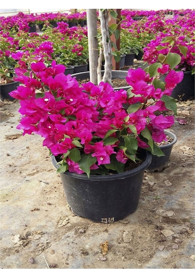 Çiçekli Bodur Begonvil 20 40 Cm 1 Adet Saksılı Çiçekli Bodur Bitki Bougainvillea