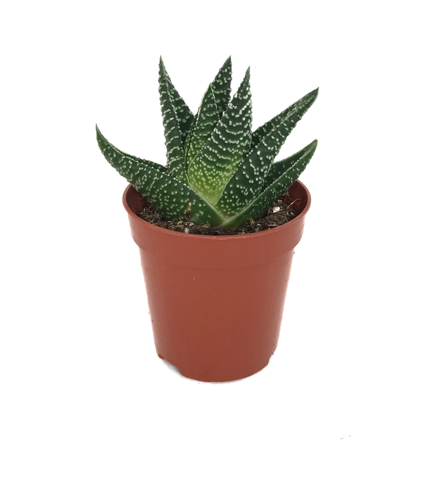 Gasterhaworthia 'Royal Highness' (Sukulent) Ø5,5 CM Y0-10 CM