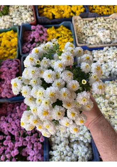 Kasımpatı Çiçeği Karışık Renk 10-20 Cm