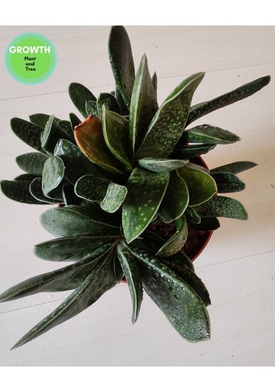Gasteria Bicolor Sukulent 1 Adet