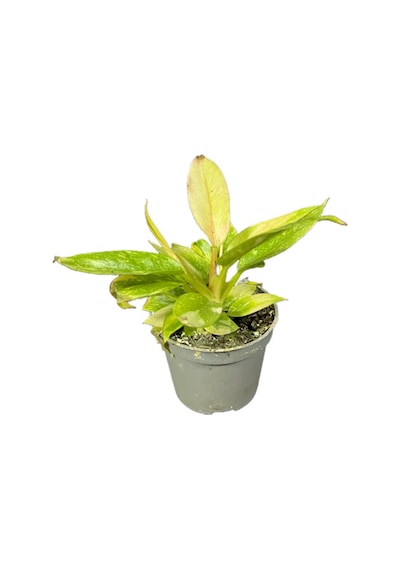 Philodendron 'Ring Of Fire' Ø5,5 CM Y0-10 CM
