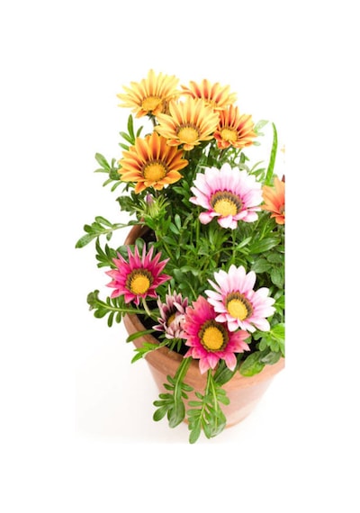 Videolu Karışık Renkli Gazanya 10 20 Cm 10 Adet Saksılı/ Tüplü Çiçekli Bodur Bitki Gazania