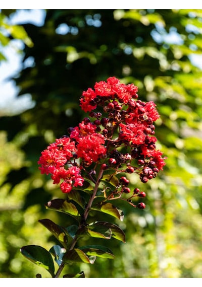 Videolu Kırmızı Çiçekli Oya Ağacı Fidanı 30 60 Cm 1 Adet Saksılı/tüplü Lagerstroemia Indica