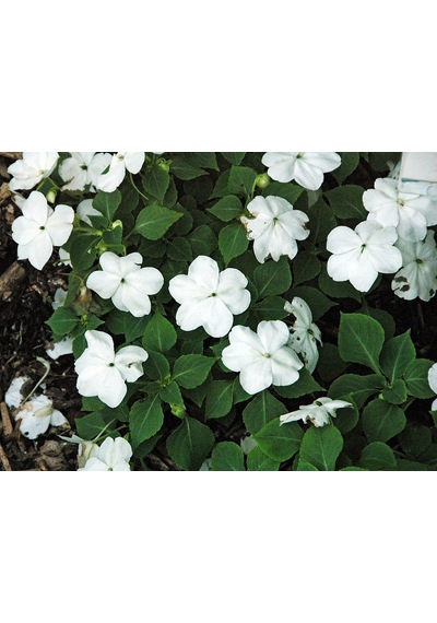 Cam Güzeli Çiçeği -impatiens Walleriana - Beyaz 10 Adet