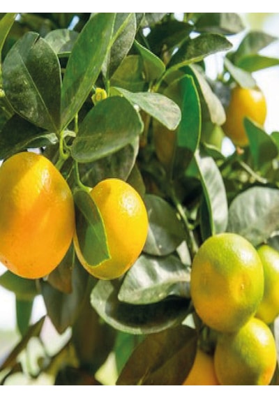 Videolu Ferah Kokulu 1 Adet Primasol Mandalina Fidanı 120-180cm Saksılı\tüplü Primasol Mandarin
