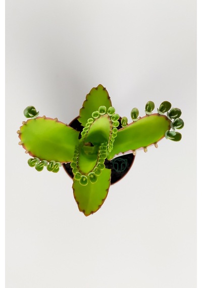 Aşkın Gözyaşları Çiçeği Kalanchoe Daigremontiana Yeşil Çiçekli 5.