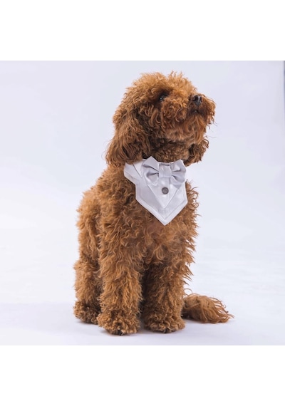 Pawstar Gri Smokin Kedi Köpek Fuları Pet Bandanası