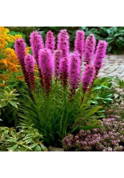 Purple Rose Liatris Çiçeği Tohumu 40 Tohum N111254