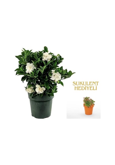 Videolu 1 Adet Anneler Günü Özel Mis Gardenya Çiçeği 20-35cm Saksılı Sukulent Hediye Gardenia