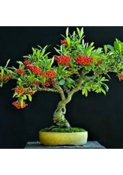 5 Adet Tohum Nadir Ateş Dikeni Bonsai Ağaç Tohumu Ateş Diken Tohum Saksı Toprak Hediyemizdir..