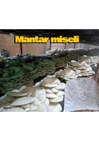 1 Kg İstiridye Mantarı Tohumu Ekim Poşeti, Kireç, Alçı Ve Buğday Kepeği- Full Paket 1 Adet