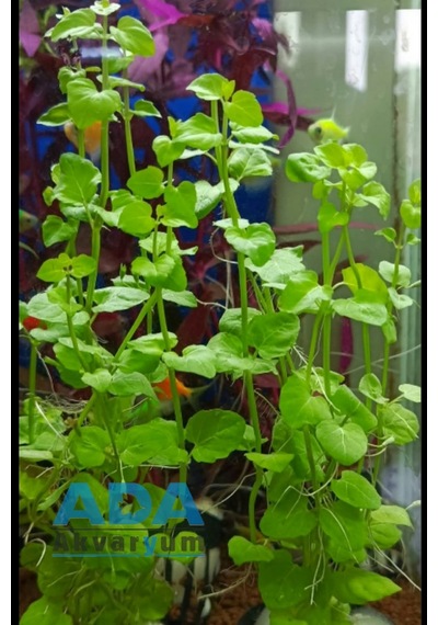 Lysimachia Nummularia Sp Green Akvaryum Bitkisi,canlı Bitki 5 Dal
