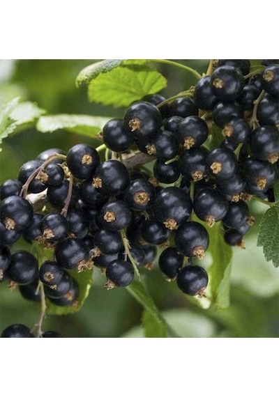 Nadir Siyah Goji Berry Tohumu 5 Adet