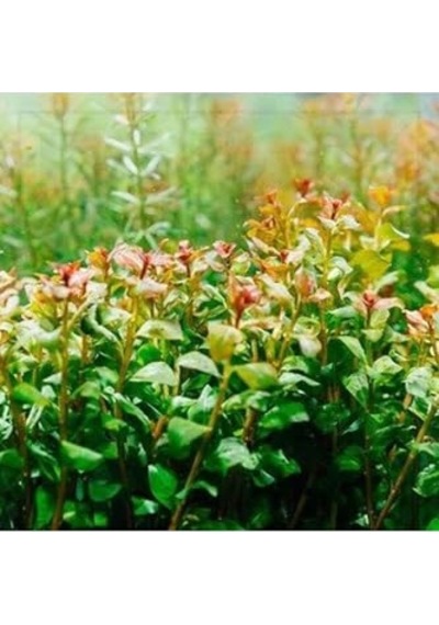 Senegalensis Guinea Saksı Canlı Bitki Çok Renkli